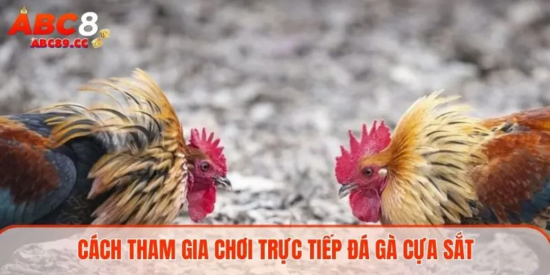 Cách tham gia chơi trực tiếp đá gà cựa sắt 