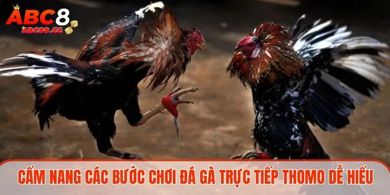 Cẩm nang các bước chơi đá gà trực tiếp Thomo dễ hiểu