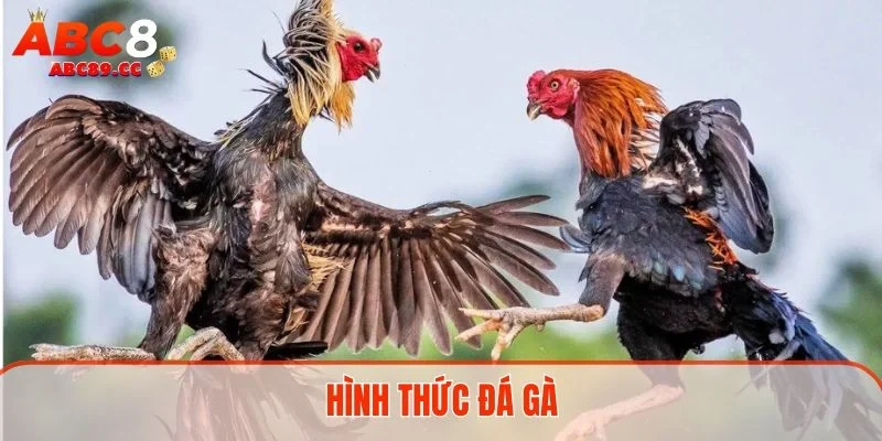 Hình thức đá gà