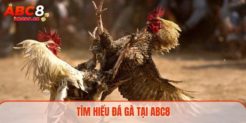 Tìm hiểu đá gà tại ABC8