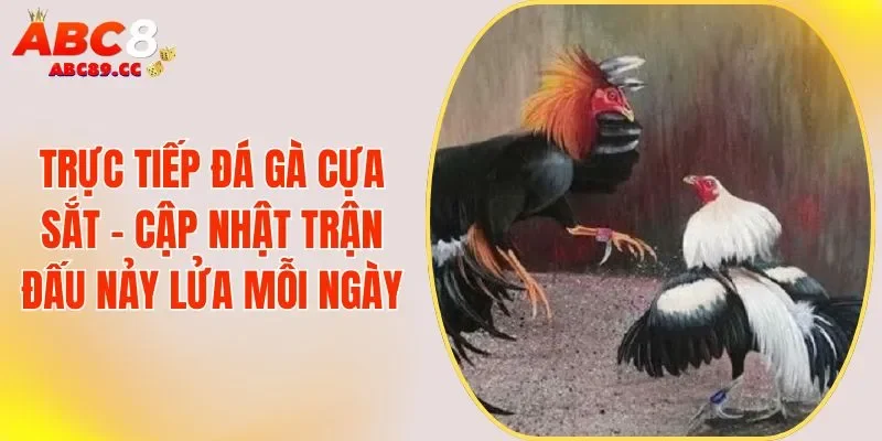 Trực Tiếp Đá Gà Cựa Sắt - Cập Nhật Trận Đấu Nảy Lửa Mỗi Ngày